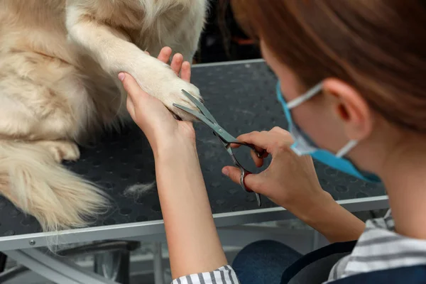 Professionell Groomer Skära Päls Söt Hund Med Sax Husdjur Skönhetssalong — Stockfoto