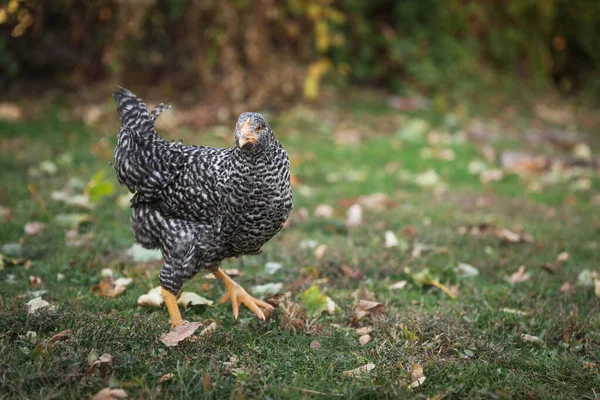 Beautiful Chicken Yard Farm Domestic Animal — Stock Photo, Image