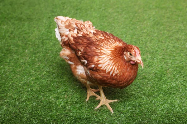 美丽的小鸡在绿草上 — 图库照片