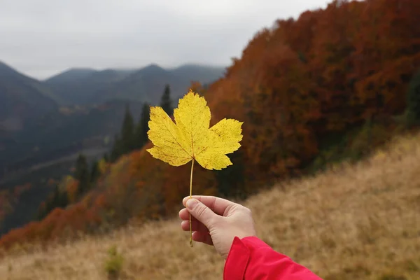 가을에 아름다운 나뭇잎을 뚜껑을 — 스톡 사진