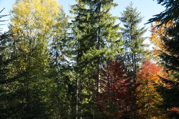Schöne Aussicht Auf Wald Mit Verschiedenen Bäumen Herbsttag — Stockfoto