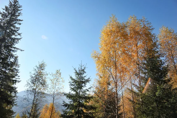 Schöne Aussicht Auf Wald Mit Verschiedenen Bäumen Herbsttag — Stockfoto