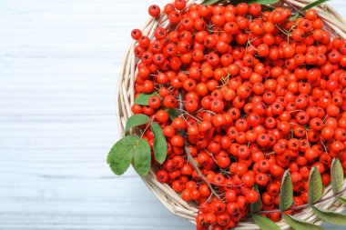 Taze olgun böğürtlen ve yapraklar hasır sepetin içinde beyaz ahşap masa, üst manzara. Metin için boşluk