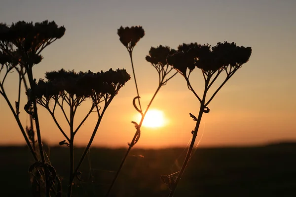 Sylwetka Pięknej Rośliny Polu Zachodzie Słońca Zbliżenie — Zdjęcie stockowe
