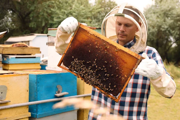 Bijenhouder Met Bijenkorf Frame Bij Bijenstal Oogsten Van Honing — Stockfoto