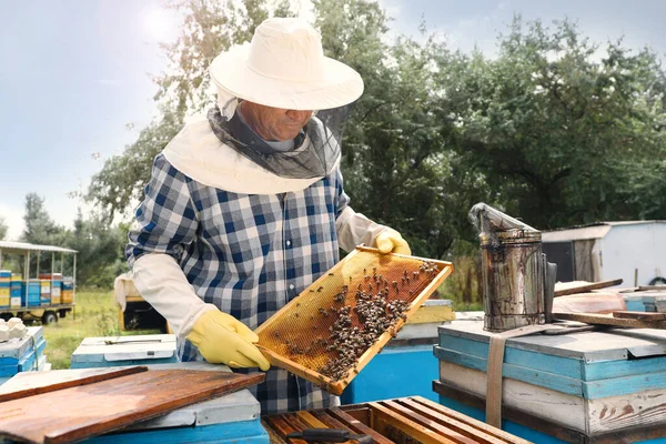 Včelař Včelím Rámem Včelíně Sklizeň Medu — Stock fotografie