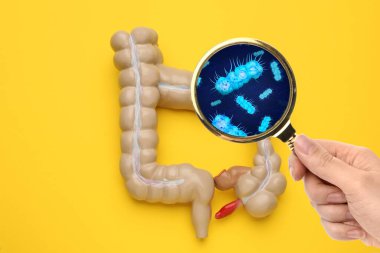 Mikroorganizmalar araştırma yapıyor. Sarı arka planda büyüteç ve anatomik bağırsak modeli olan kadın.