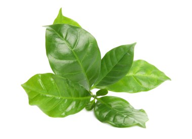 Kahve bitkisinin beyaz üzerine izole edilmiş dalı