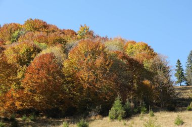 Sonbaharda güneşli bir günde güzel bir orman manzarası
