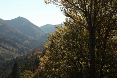 Sonbaharda güneşli bir günde güzel dağ ormanlarının manzarası.