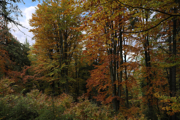 Красивый вид на деревья с цветными листьями осенью