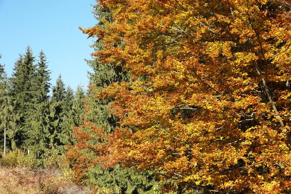 Blick Auf Den Schönen Wald Sonnigen Herbsttagen — Stockfoto