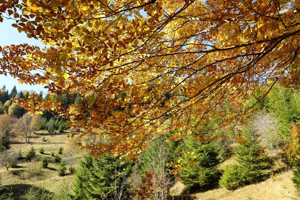 Piękne Gałęzie Drzew Jasnymi Złotymi Liśćmi Jesienią — Zdjęcie stockowe