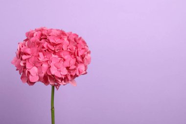 Menekşe arkaplan üzerinde narin pembe hortensiya çiçekleri, metin için boşluk
