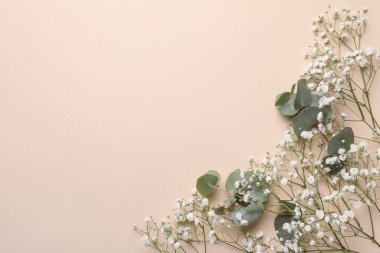 Güzel çikila çiçekleri ve bej arka planda okaliptüs dalları, düz yatış. Metin için boşluk