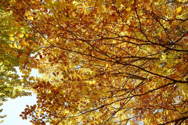 Sonbaharda parlak altın yapraklı güzel ağaç dalları