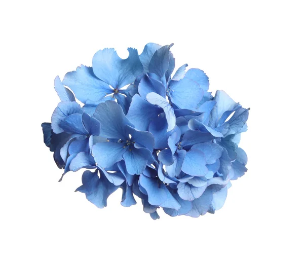 白に孤立した美しい薄青のホルテンシアの花 — ストック写真
