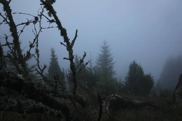 Prachtig Uitzicht Weide Met Dikke Mist Bomen Avond — Stockfoto