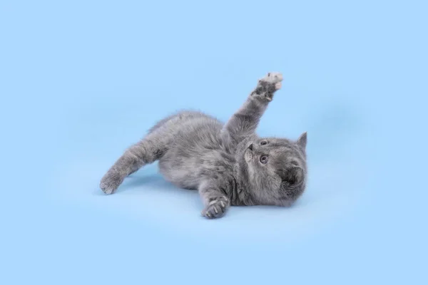 Симпатичный Маленький Серый Котенок Играющий Светло Голубом Фоне — стоковое фото