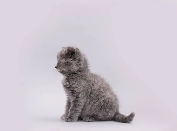 Kucing Kecil Yang Lucu Duduk Atas Latar Belakang Abu Abu — Stok Foto