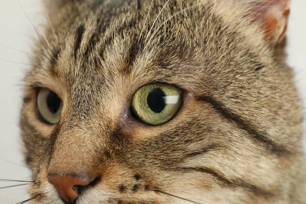 美しい光の緑の目をしたタビー猫のクローズアップ — ストック写真