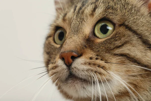 光を背景に美しい目をしたタビー猫のクローズアップ — ストック写真