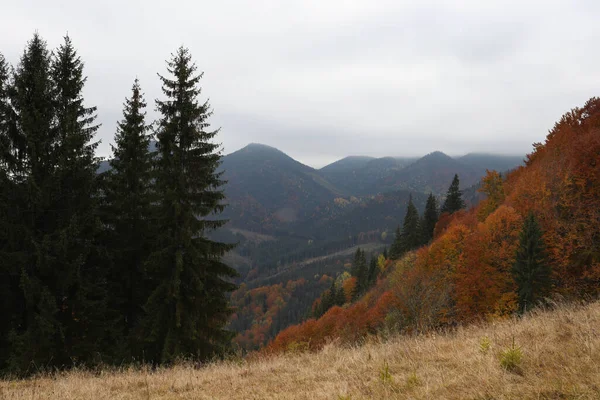 Malowniczy Widok Piękne Góry Las Iglasty Jesienny Dzień — Zdjęcie stockowe