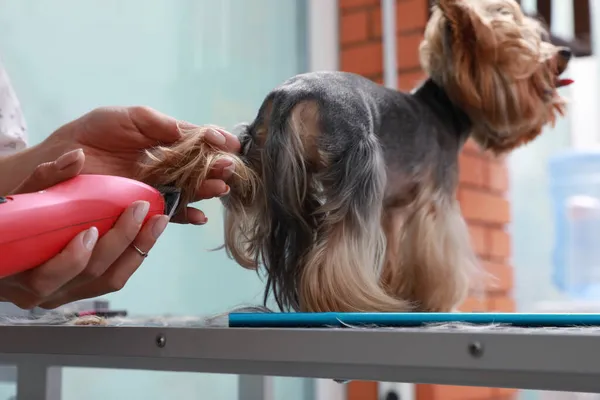 Profissional Groomer Dando Corte Cabelo Elegante Para Cão Bonito Salão — Fotografia de Stock