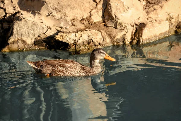 Een Schattige Eend Zwemmen Vijver Zonnige Dag Natuurreservaat — Stockfoto