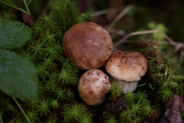 Funghi Porcino Freschi Che Crescono Nel Bosco Primo Piano — Foto Stock