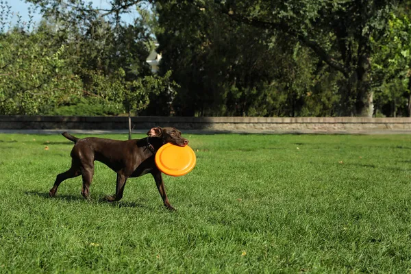 Žena Její Pes Hraje Létající Disk Parku — Stock fotografie