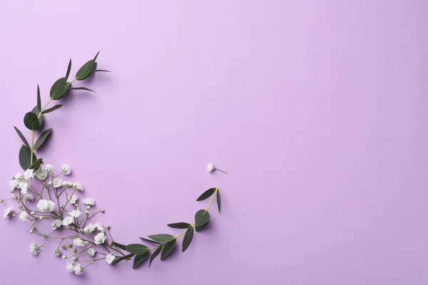 Όμορφα Λουλούδια Γυψόφυλλες Και Κλαδιά Ευκαλύπτου Βιολετί Φόντο Επίπεδο Lay — Φωτογραφία Αρχείου