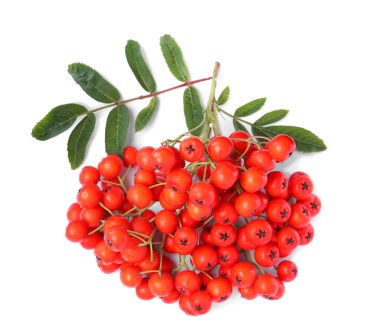 Beyaz arka planda yeşil yapraklı olgun yaban mersini sürüsü.