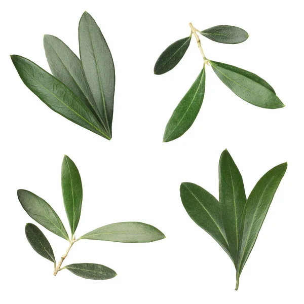 Set Fresh Green Olive Leaves White Background — Stock Photo, Image