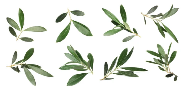 Set Fresh Green Olive Leaves White Background Banner Design — Stock Photo, Image