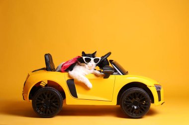 Sarı arka planda oyuncak arabada güneş gözlüklü komik bir kedi.