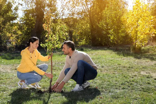 People Planting Young Tree Park Sunny Day Space Text — Stock Photo, Image