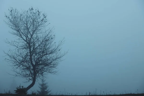 霧に覆われた朝の美しい木 テキストのためのスペース — ストック写真