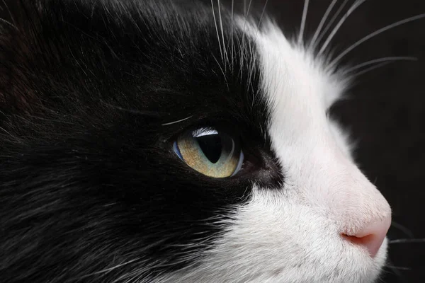 Closeup View Black White Cat Beautiful Eyes — Stock Photo, Image