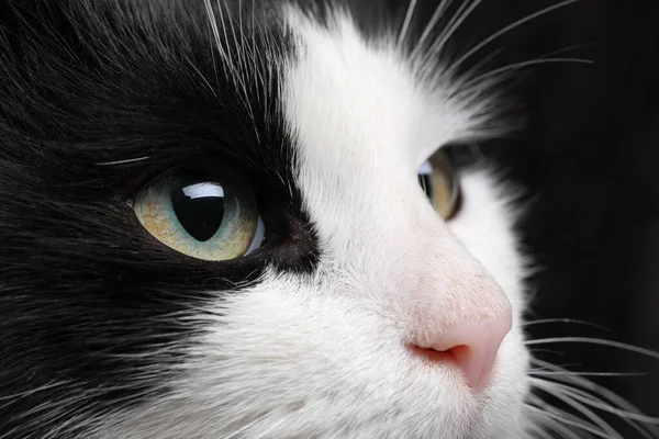 Closeup View Black White Cat Beautiful Eyes — Stock Photo, Image