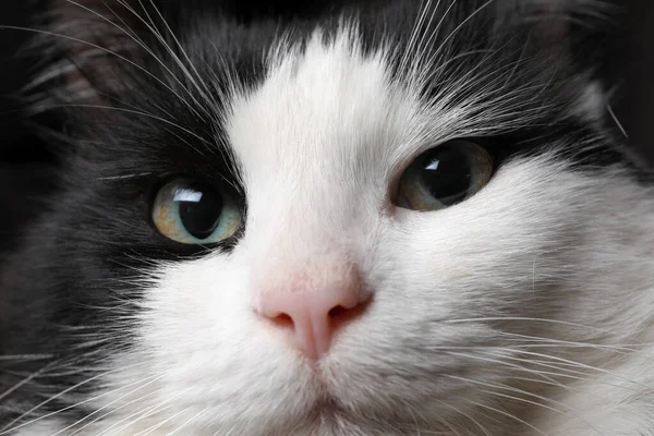 Vista Close Gato Preto Branco Com Belos Olhos — Fotografia de Stock