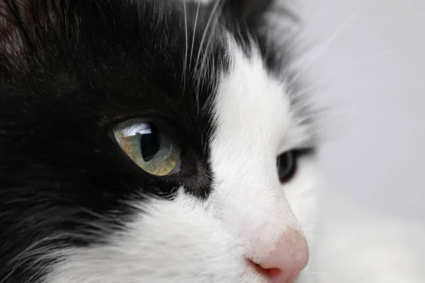 Closeup View Black White Cat Beautiful Eyes Light Background — Stock Photo, Image