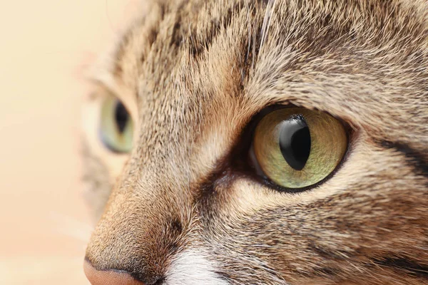 Szoros Kilátás Aranyos Tabby Macska Gyönyörű Szemek Fény Háttér — Stock Fotó