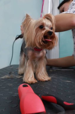 Profesyonel tımarcı evcil hayvan güzellik salonunda sevimli bir köpekle çalışıyor.
