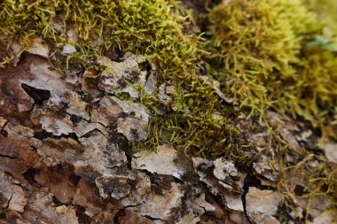 Arkaplan olarak yeşil yosun ile ağaç kabuğu, yakın plan
