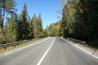 Asfalt yolu güneşli bir günde ormanla çevrili.