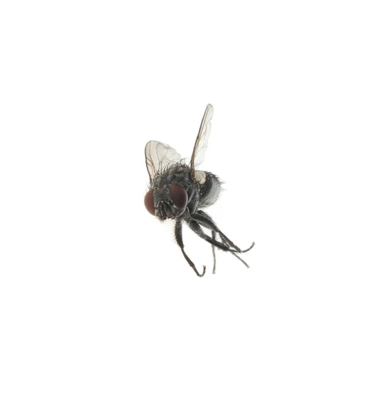 Une Mouche Noire Commune Sur Fond Blanc — Photo