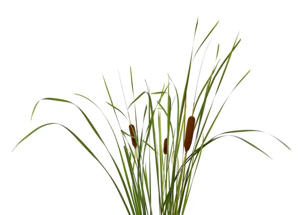 Beautiful Reeds Catkins White Background — Stock Photo, Image