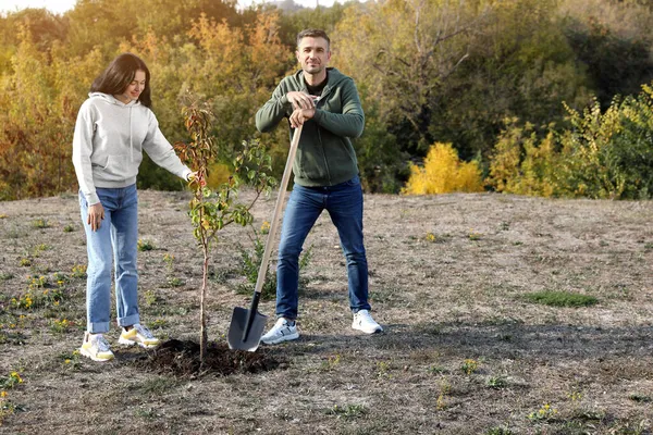 People planting young tree in park on sunny day, space for text