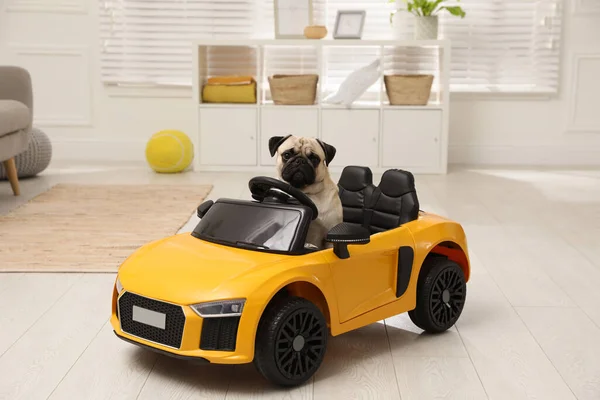 Oyuncak Arabadaki Sevimli Köpek Içeride — Stok fotoğraf
